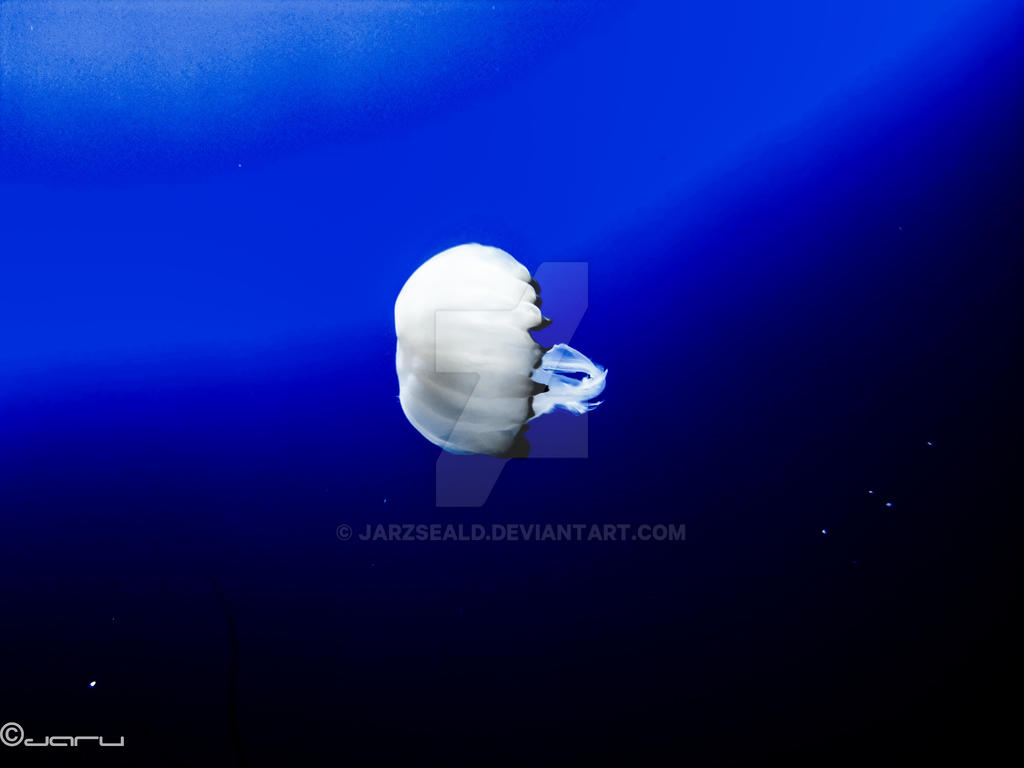 Jes Fish Jelly Fish 3 by jarzseald on DeviantArt