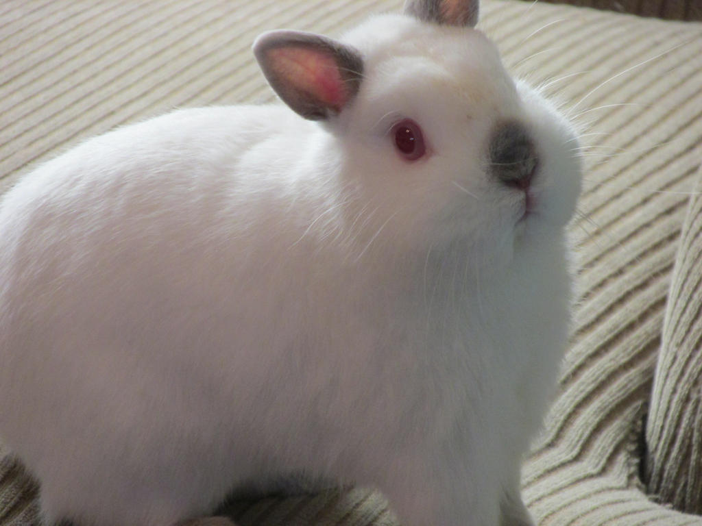 Himmi bunny Netherland Dwarf by Little-Whiskers on DeviantArt