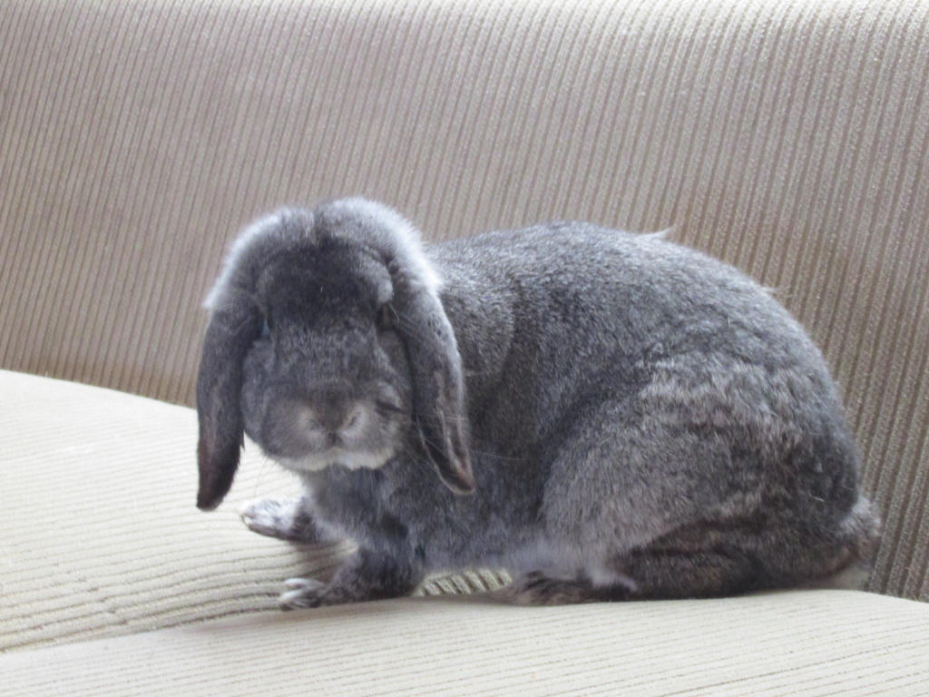 Pennyling by Little-Whiskers on DeviantArt