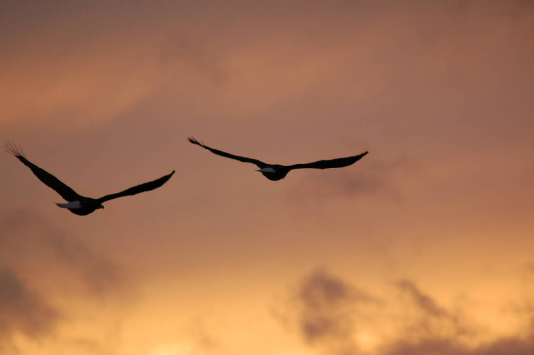 Музыка лети птичка. Две птицы в небе. Полет птицы. Две птицы в полете. Полет птицы в небе.