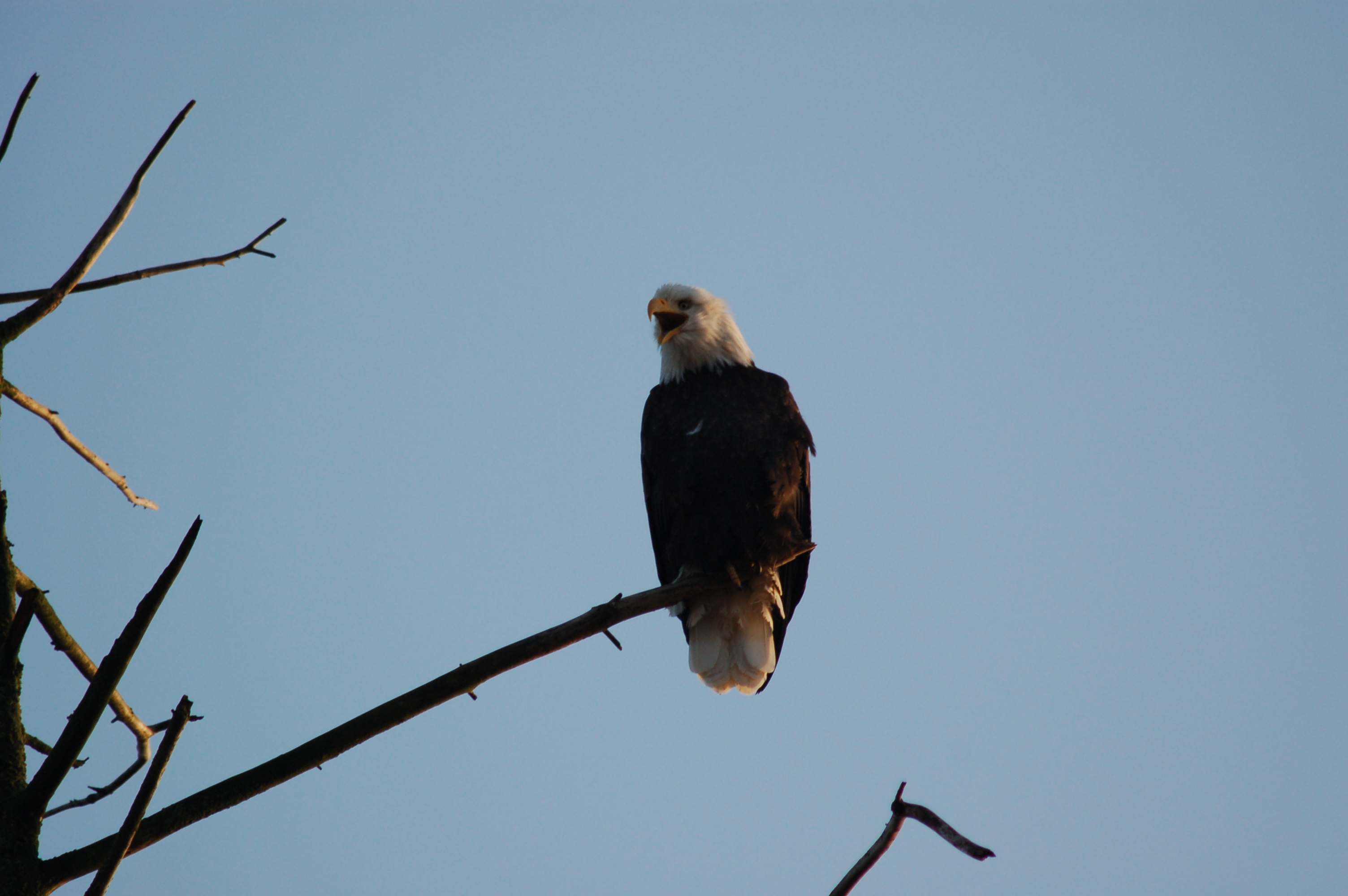 Talking Eagle