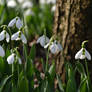 First ray of the spring sun