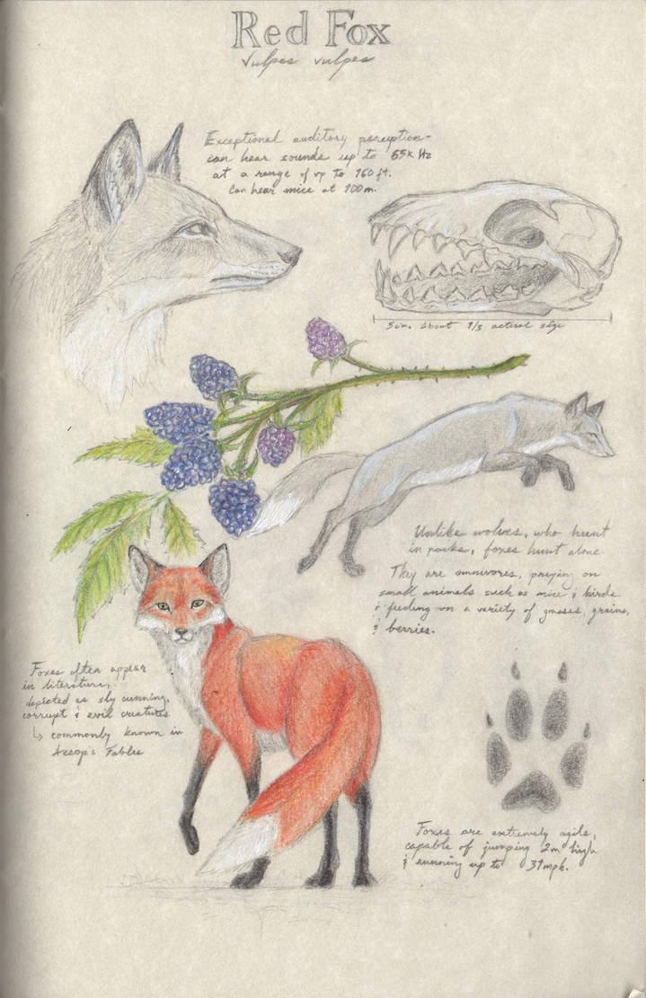 Red Fox Study by cargat10 on DeviantArt