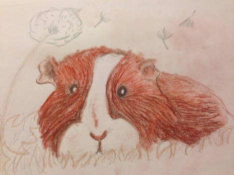 Guinea Pig