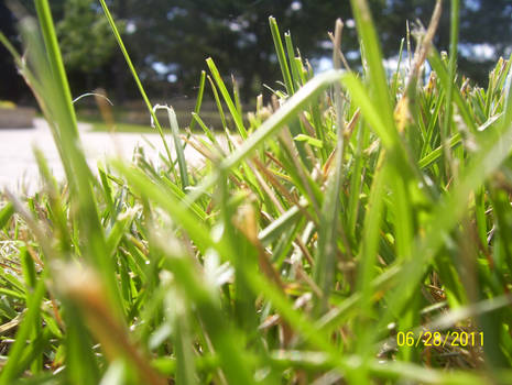 Grass, upclose and personal