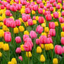 Tulips 1