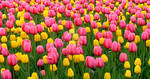 Tulips 1 by zaphotonista