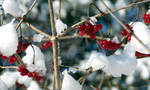 Winter Berries by zaphotonista