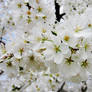 Cherry Blossoms 3