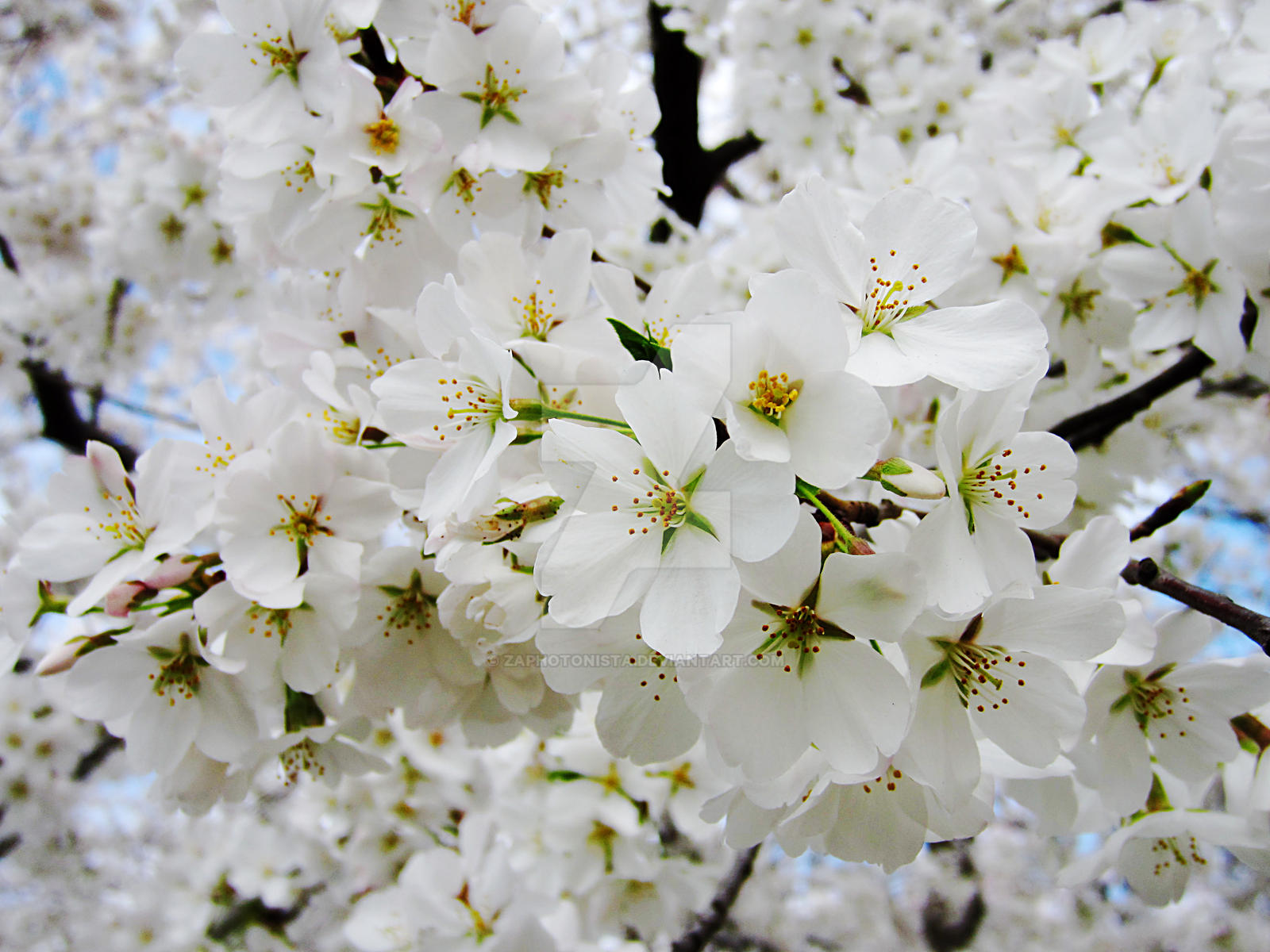 Cherry Blossoms 3