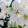 Cherry Blossoms 4