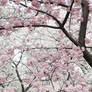 Cherry Blossoms 10