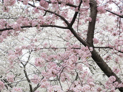 Cherry Blossoms 10