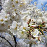 Cherry Blossoms 11