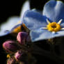 Forget-Me-Nots 2