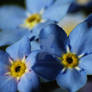 Forget-Me-Nots 7