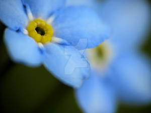 Forget-Me-Nots 9