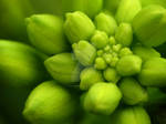Wildflowers 2 - Hoary Alyssum Buds by zaphotonista