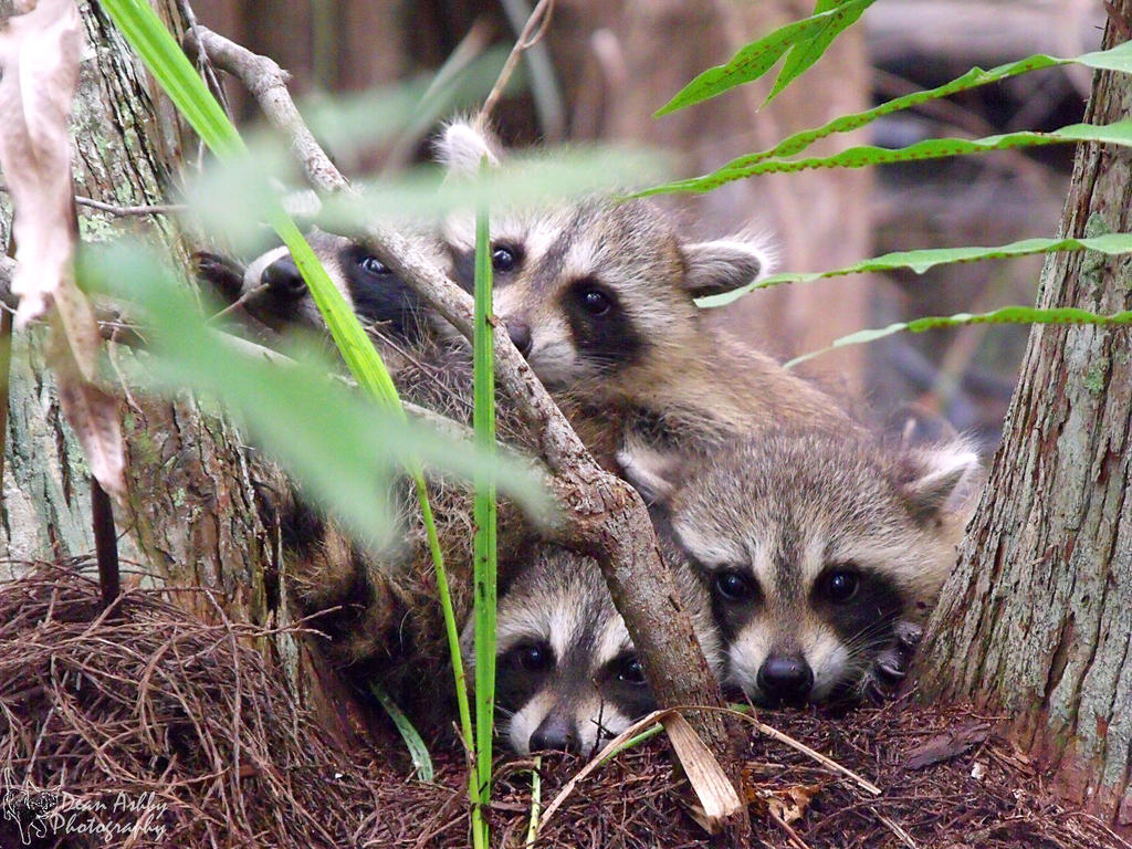 Bundle of Raccoons