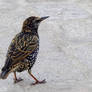 Cutty Sark Starling