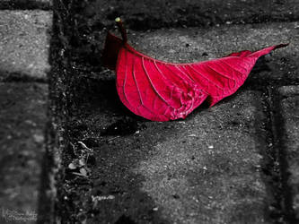 The Red Leaf