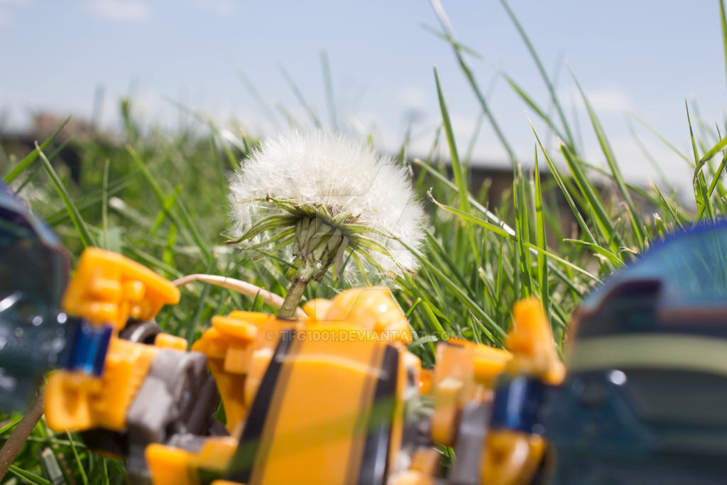 Bumblebee - They call this a dandelion