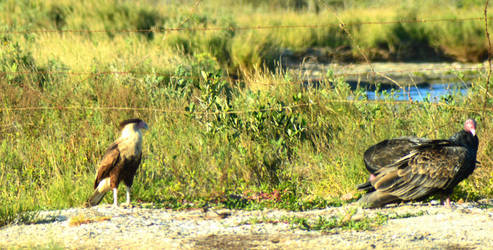 Endangered Audubon Caracara and Turkey Vulture