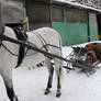 Horse sleigh ride