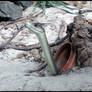 Curious Black Mamba (Dendroaspis polylepis)