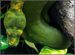 Green Tree Python Portrait (Morelia viridis)
