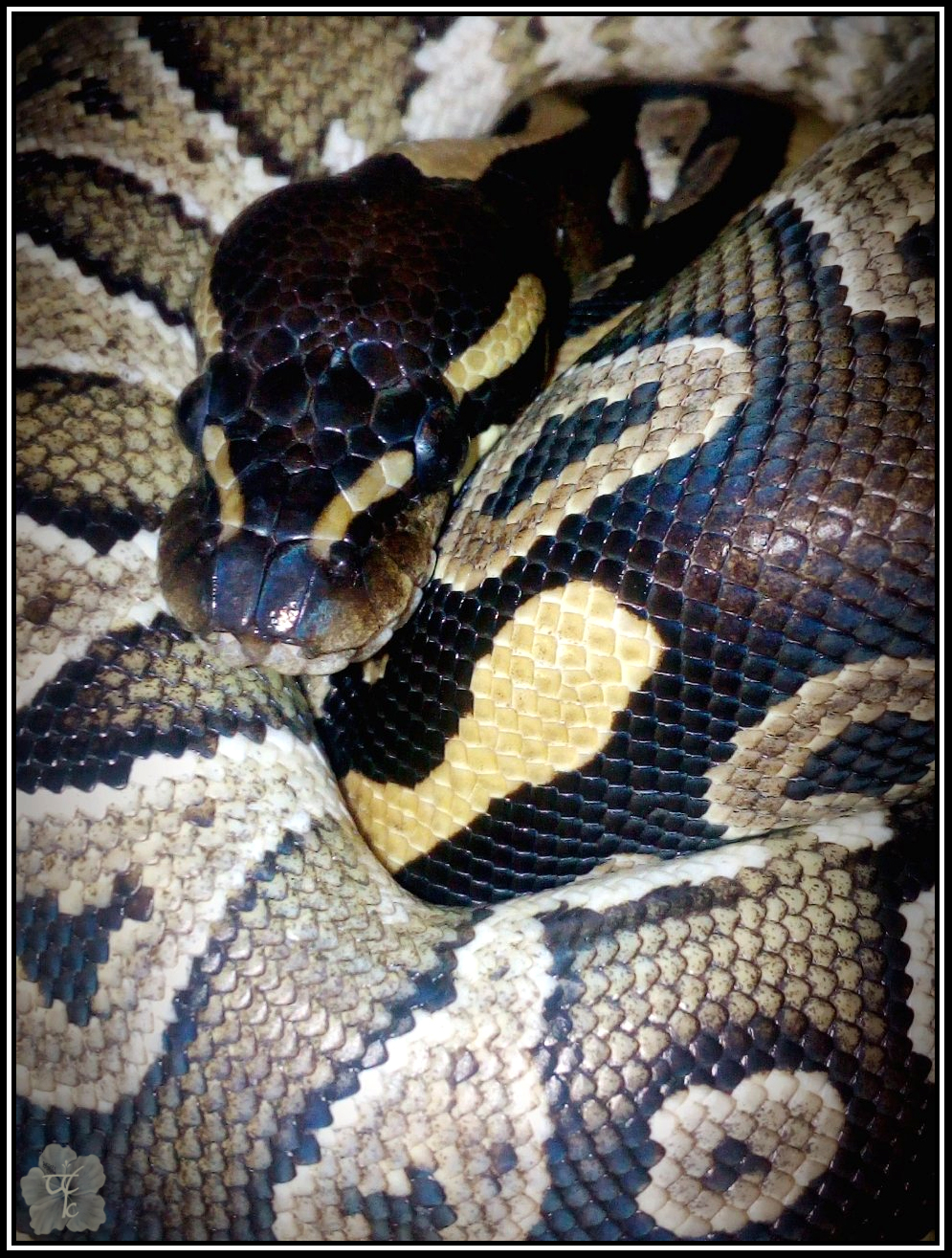 Oh, hey! (Python regius)