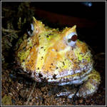 Pacman Frog Portrait (Ceratophrys cranwelli) by IcySkadi
