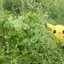 Wild Pikachu I