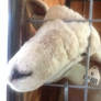 Everybody meet Helen the sheep!