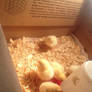 Chicks 