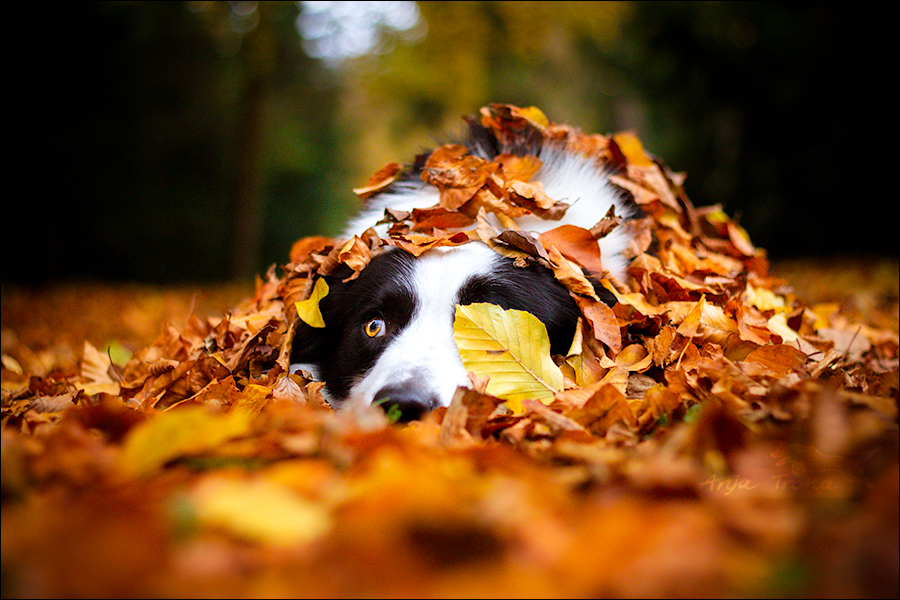 Panda hiding !