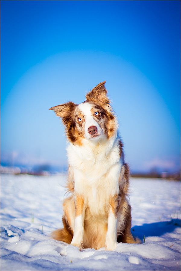 Snow princess