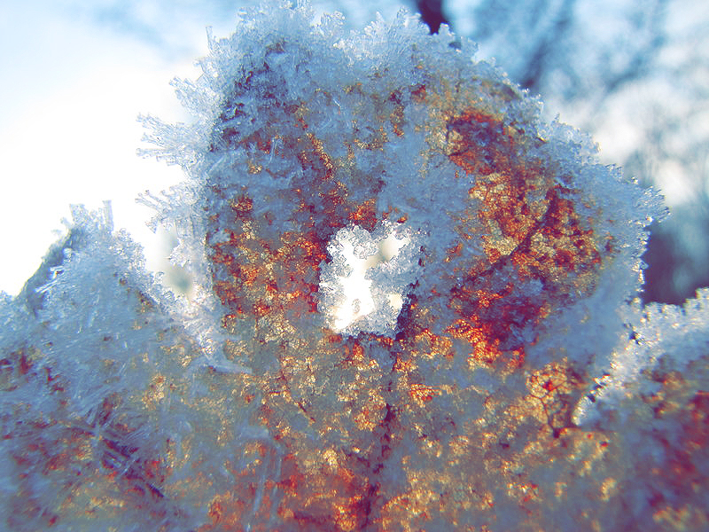 Iced leaf