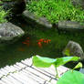 The koi lake