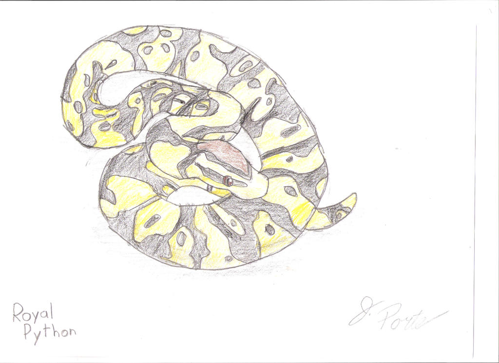Royal python by jopey0 on DeviantArt