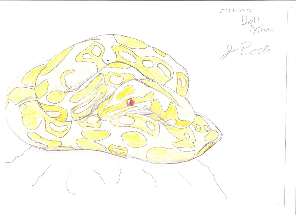 Albino Royal Python by jopey0 on DeviantArt