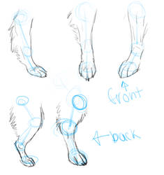 Paw leg tutorial