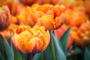 Orange Tulips Bloom