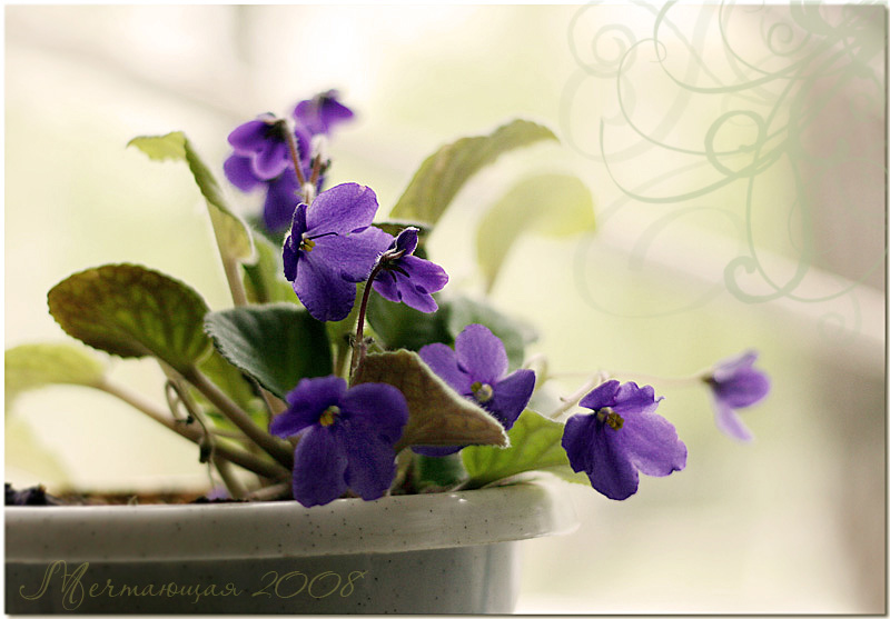 Tenderness of violets...