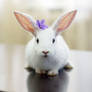 Rabbit with a violet flower