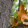 Sugar Maple Handmade Mask
