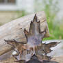 Silver Maple Leather Mask