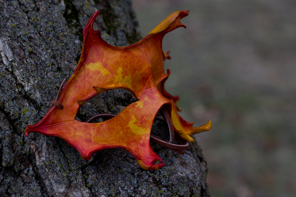 Oak Leaf Handmade Leather Mask