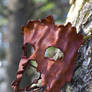 Tree Ent Leather Mask