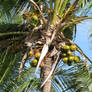 Cocoanut Palm